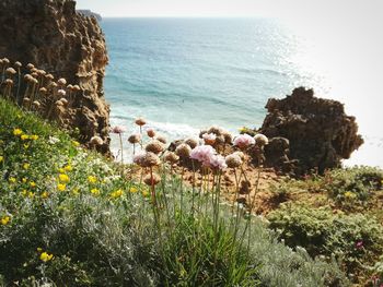 Plants by sea against sky