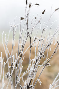 Close-up of grass