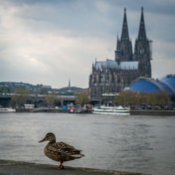 Close-up of bird in city against sky