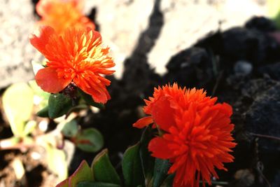 Close-up of red flowering plant