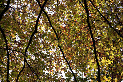 Low angle view of trees in forest against sky
