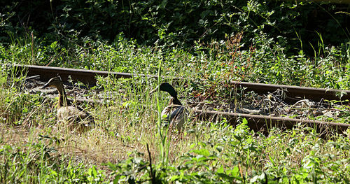 View of bird on field