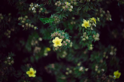 Close-up of yellow flowering plant