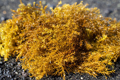 Close-up of yellow flowering plants