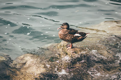 High angle view of female mallard duck perching at lakeshore