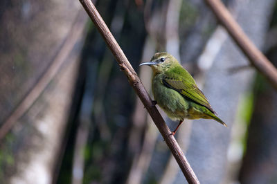 Close-up of bird perching on branch