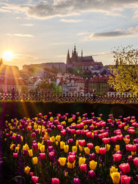 View of multi colored flowering plant against buildings