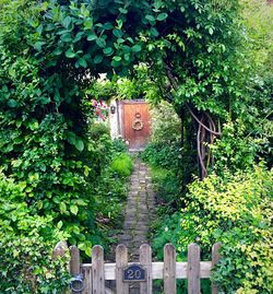 Ivy growing on tree