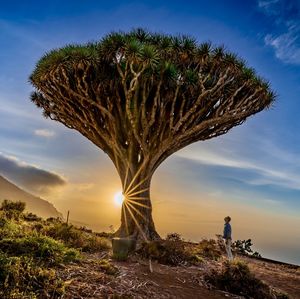 Rear view of man standing on field against sky during sunset