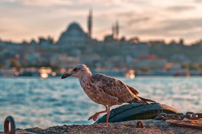 Seagull perching on a sea