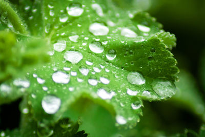 Close-up of water drops on leaf