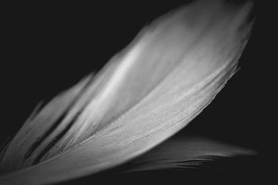 Close-up of flower against black background