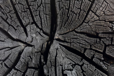 Full frame shot of tree trunk in forest