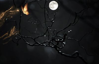 Close-up of wet bare tree at night