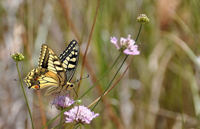 Close-up of butterfly pollinating on flower