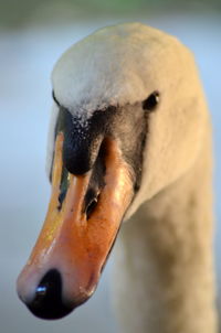 Close-up of a bird