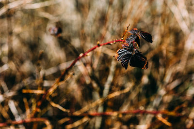 Close-up of leaves growing outdoors