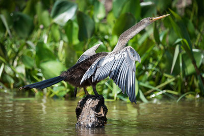 Bird on post in water