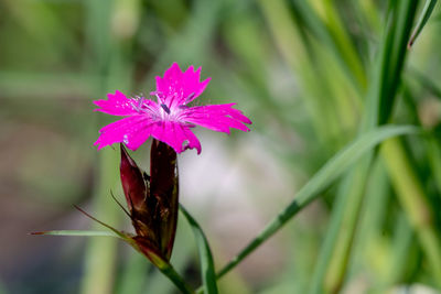 Close-up of pink flowering plant