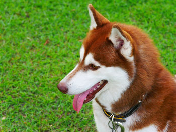 Close-up of dog on grass