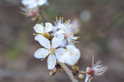 Close-up of apple blossoms in spring