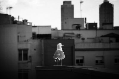 Close-up of seagull on roof against buildings in city