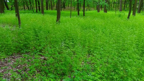 Scenic view of trees growing on field