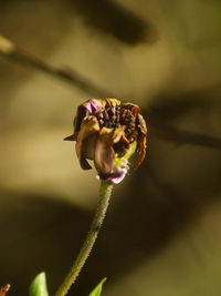 Close-up of purple flowering plant