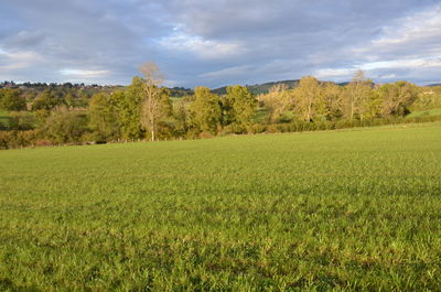 Scenic view of trees on field against sky