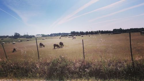 Horses grazing on field against sky