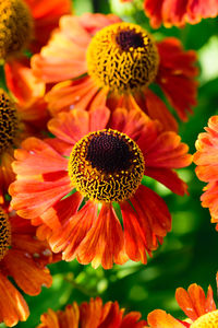 Close-up of red flowering plant