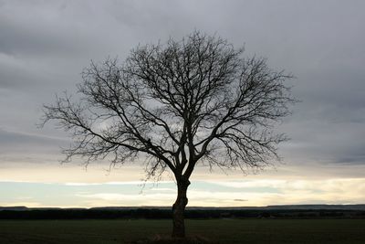 Silhouette bare tree on field against sky