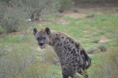 Close-up of a hyena