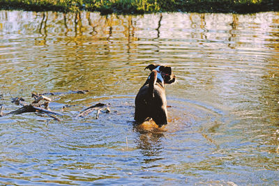 Dog swimming in a lake