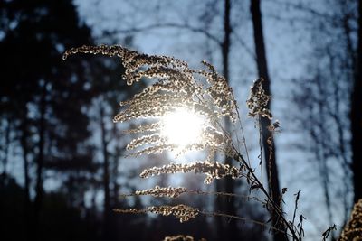 Close-up of frozen tree against sky during winter