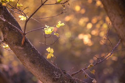 Close-up of flower buds on tree