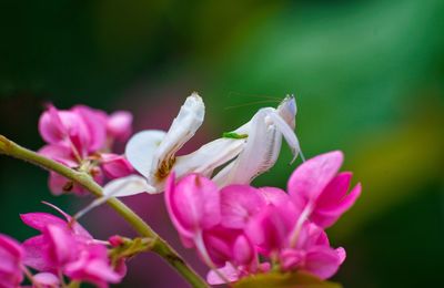 Close-up of pink flowering plant