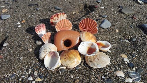 High angle view of seashells on beach