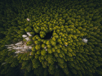 High angle view of trees growing on field