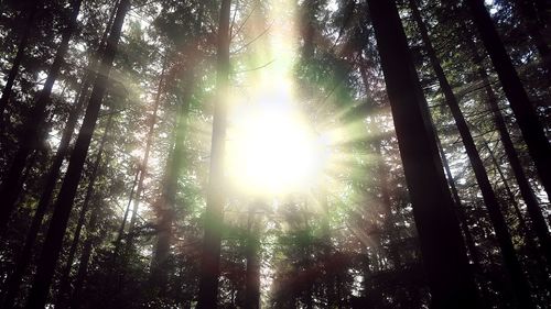 Low angle view of trees against sky