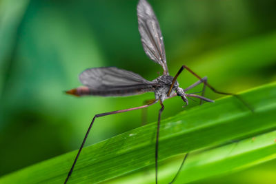 Close-up of mosquito on leaf