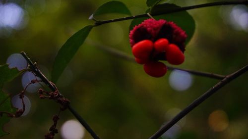 Close-up of red flower