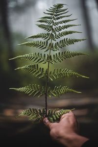 Close-up of hand holding fern