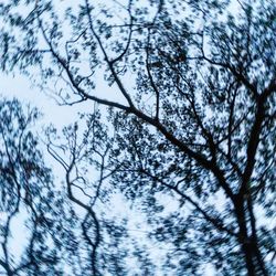 Low angle view of trees against sky