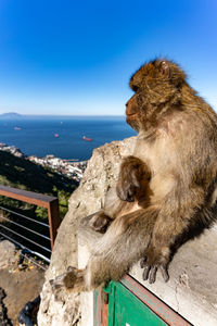 A monkey sit in gibraltar