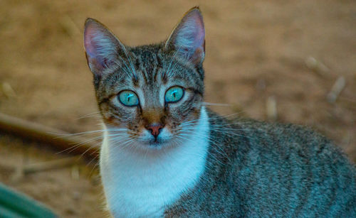 Tabby cat with close up of large green eyes showing light reflections