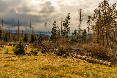 Pine trees on field against sky