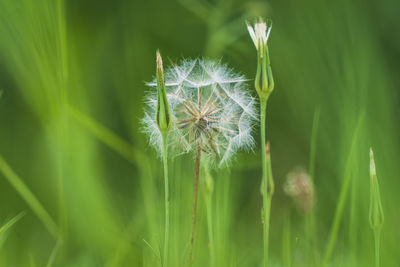 Close-up of dandelion on plant