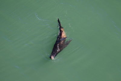 High angle view of sea lion swimming in water