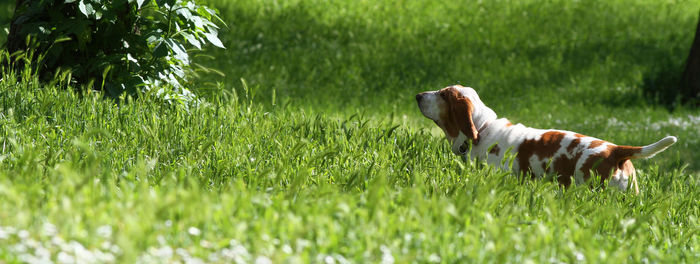 View of a dog on field